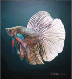 betta-splenders-6