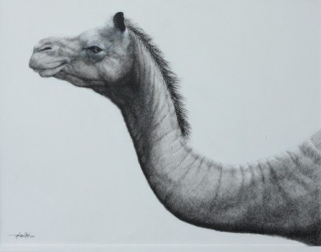 head-of-camel